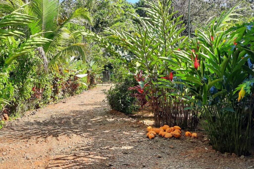 Potrero  Hospedaje Valencia Osa, Cr מראה חיצוני תמונה